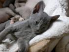 German Rex Kitten Katzenbabys Nachwuchs sucht neues Zuhause
